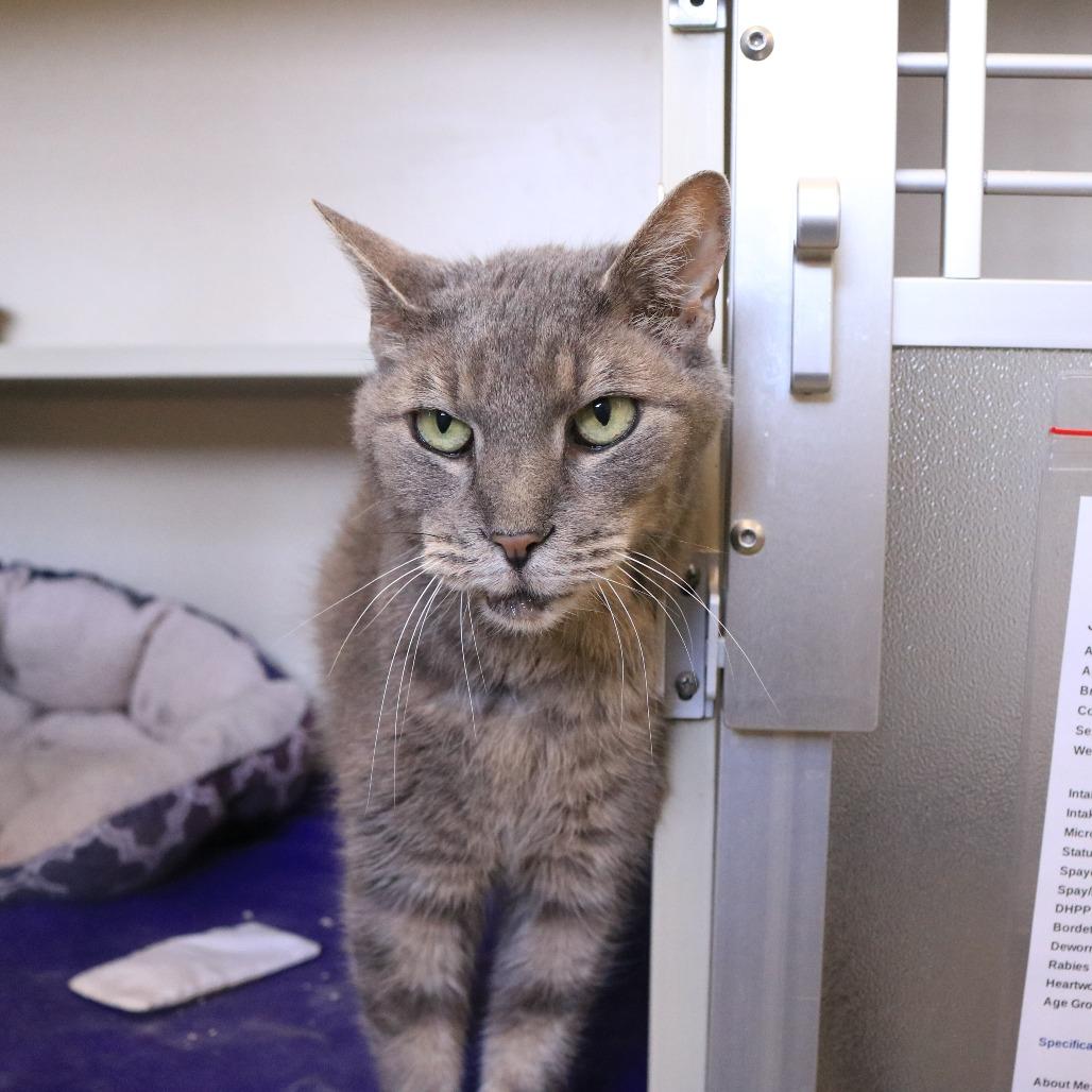 Enlarge Jonah, a Adoptable Domestic Short Hair in Rifle, CO image 5/5