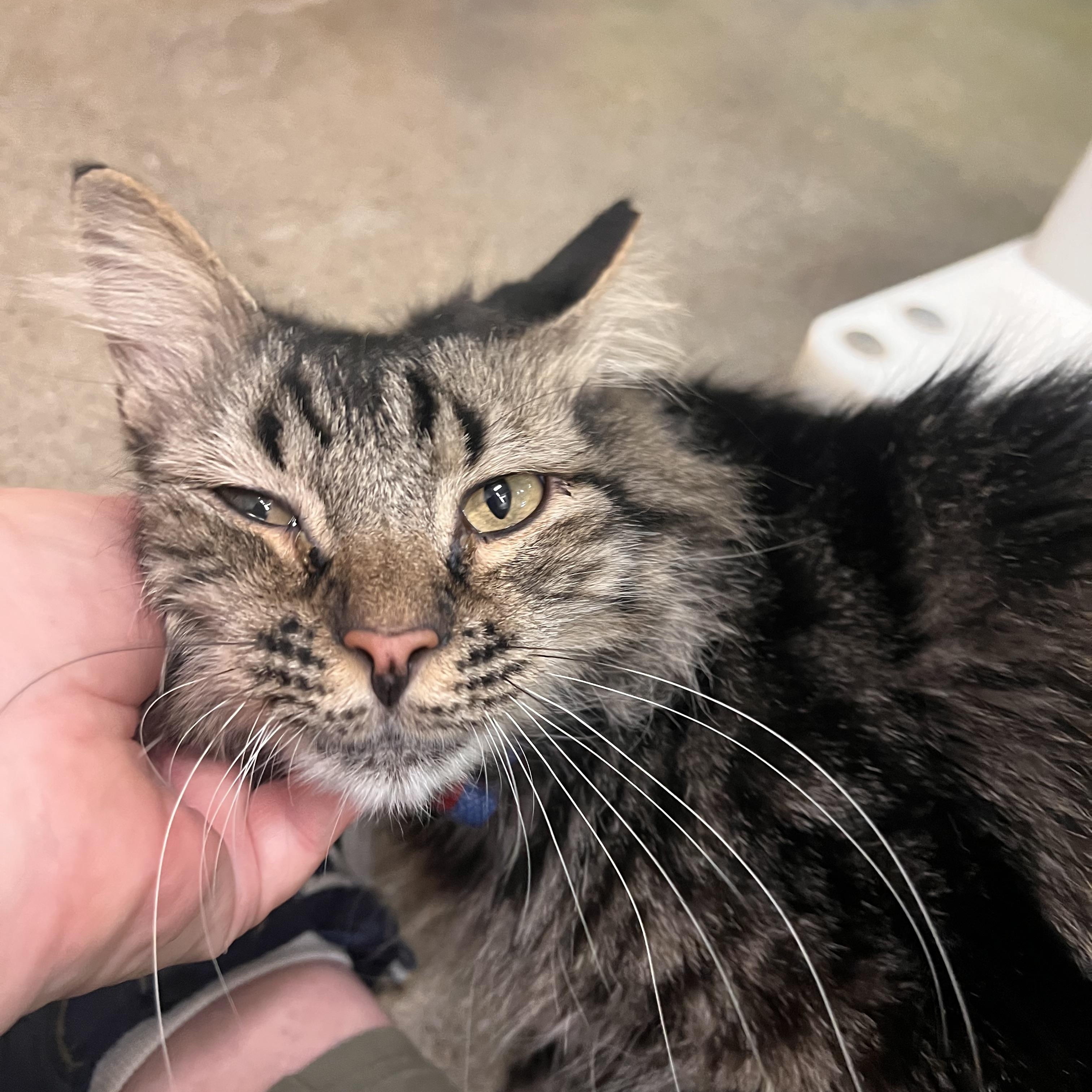 Mr. Bean, an adopted Maine Coon in Orange, CA image 2/6