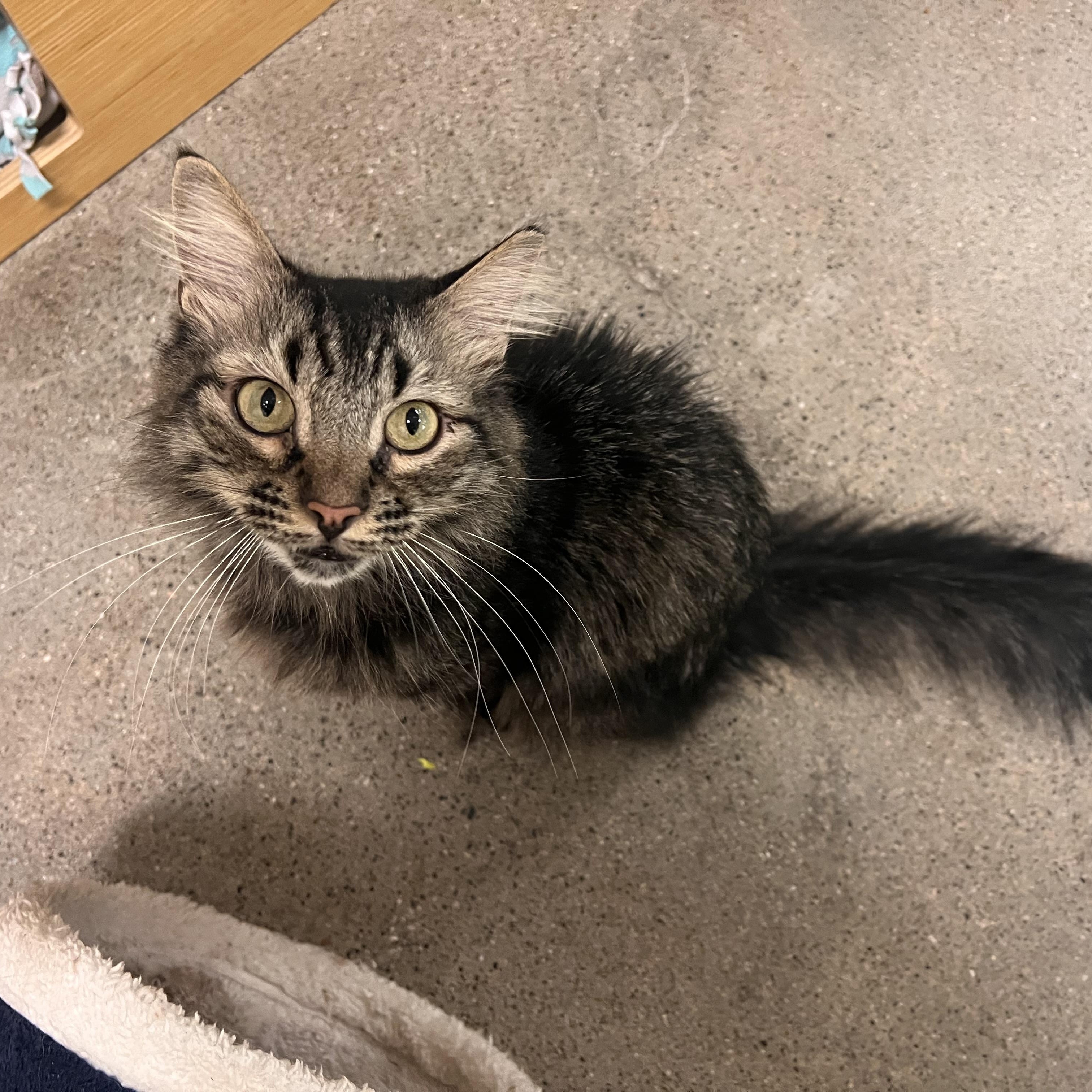 Mr. Bean, an adopted Maine Coon in Orange, CA image 5/6