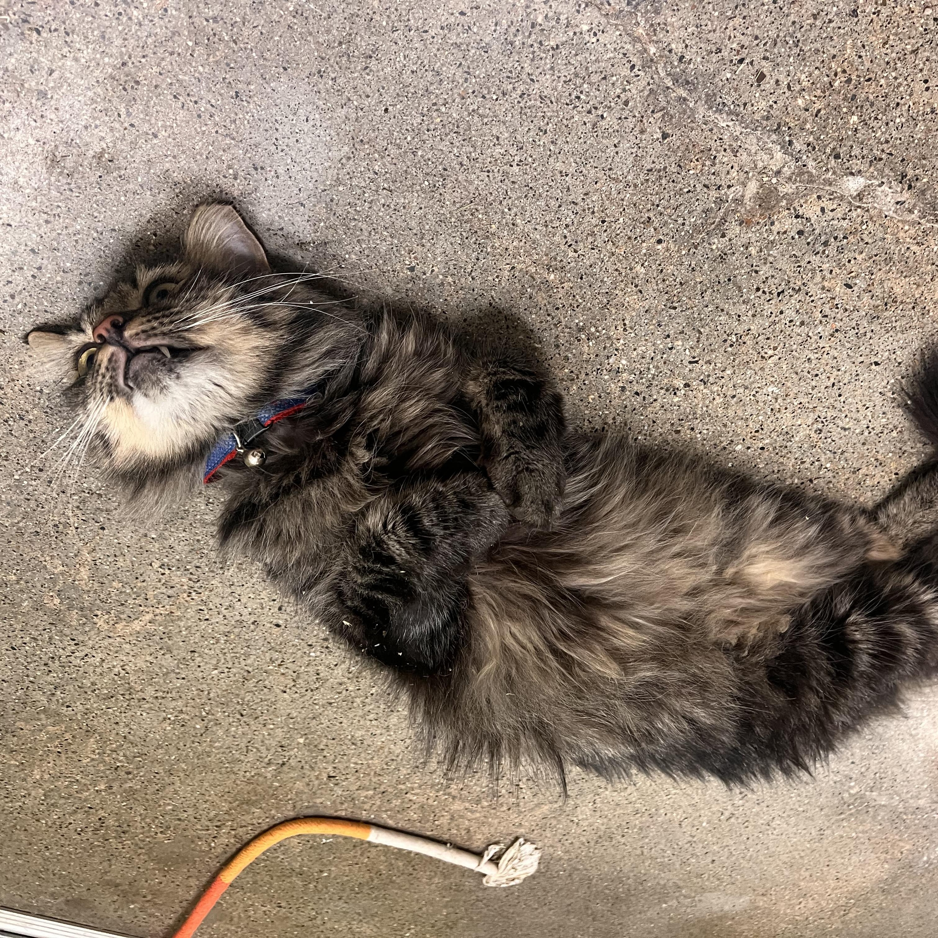 Mr. Bean, an adopted Maine Coon in Orange, CA image 6/6