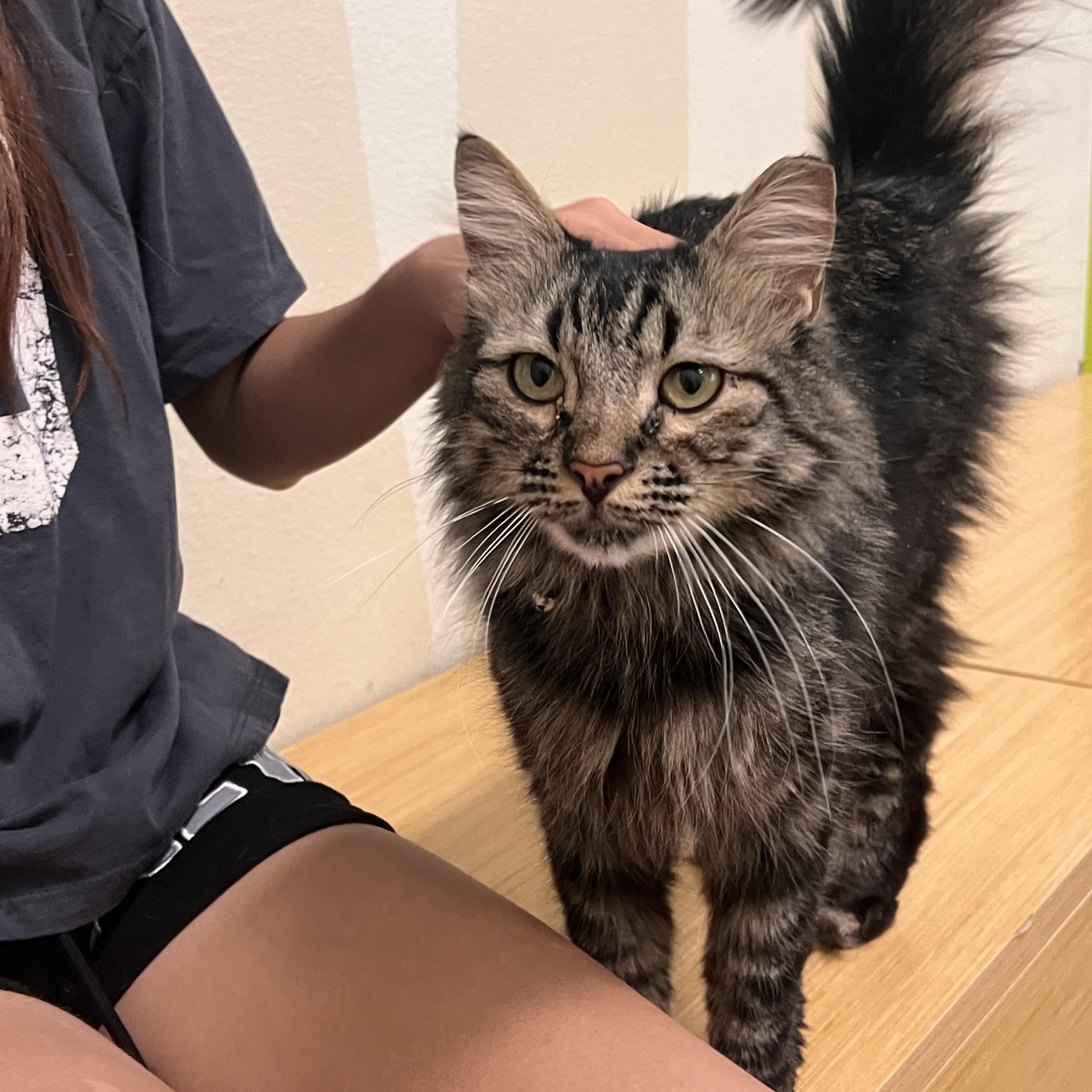 Mr. Bean, an adopted Maine Coon in Orange, CA image 3/6