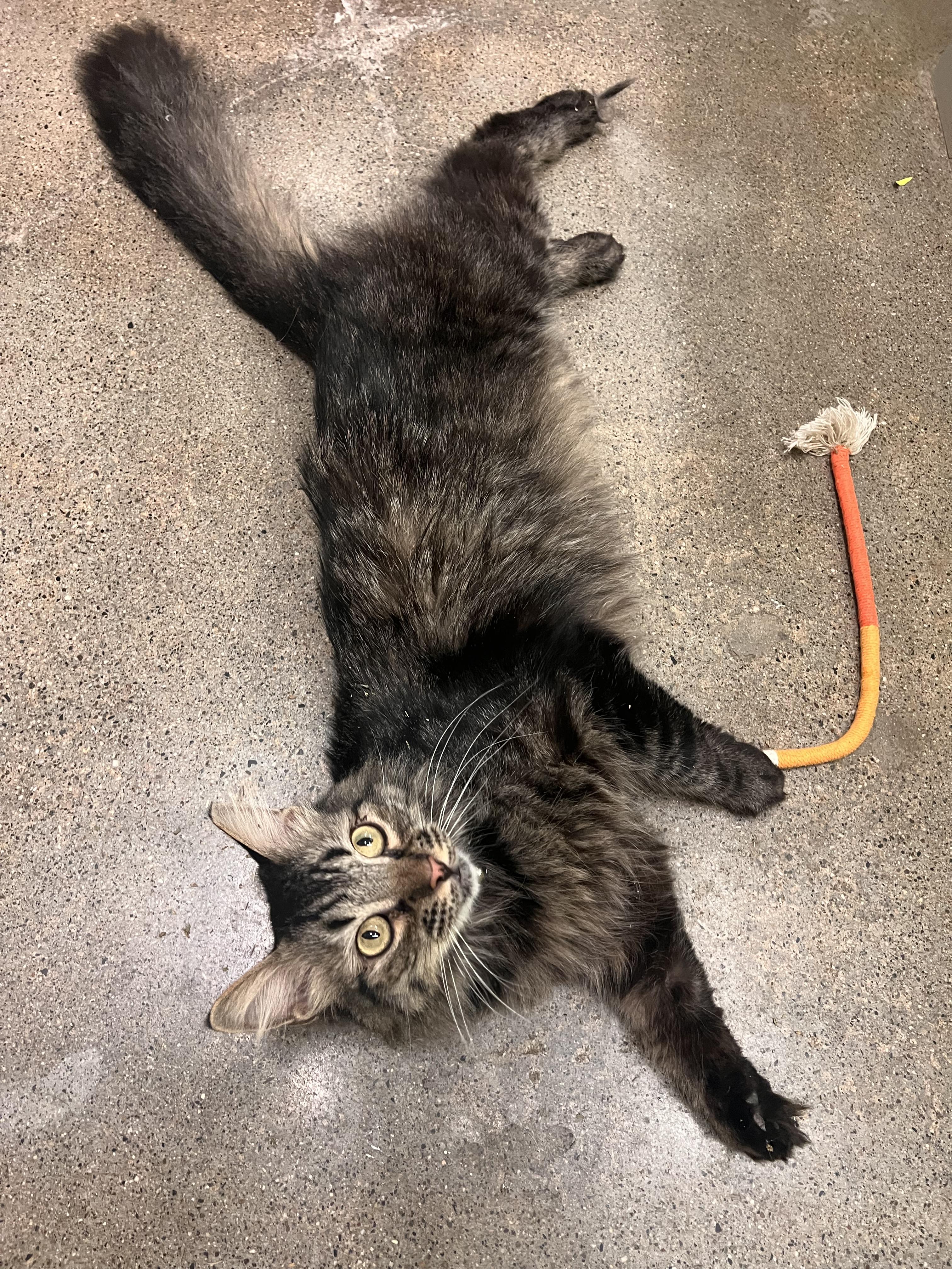 Mr. Bean, an adopted Maine Coon in Orange, CA image 4/6