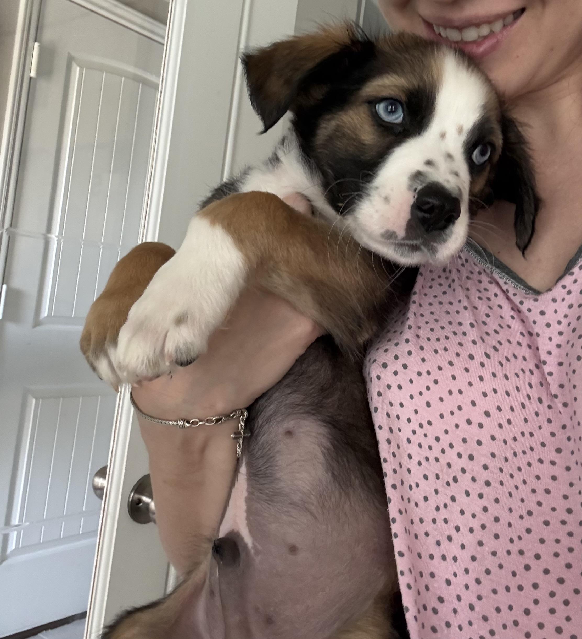 Robbie, ADOPTABLE, Puppy Male Shepherd.