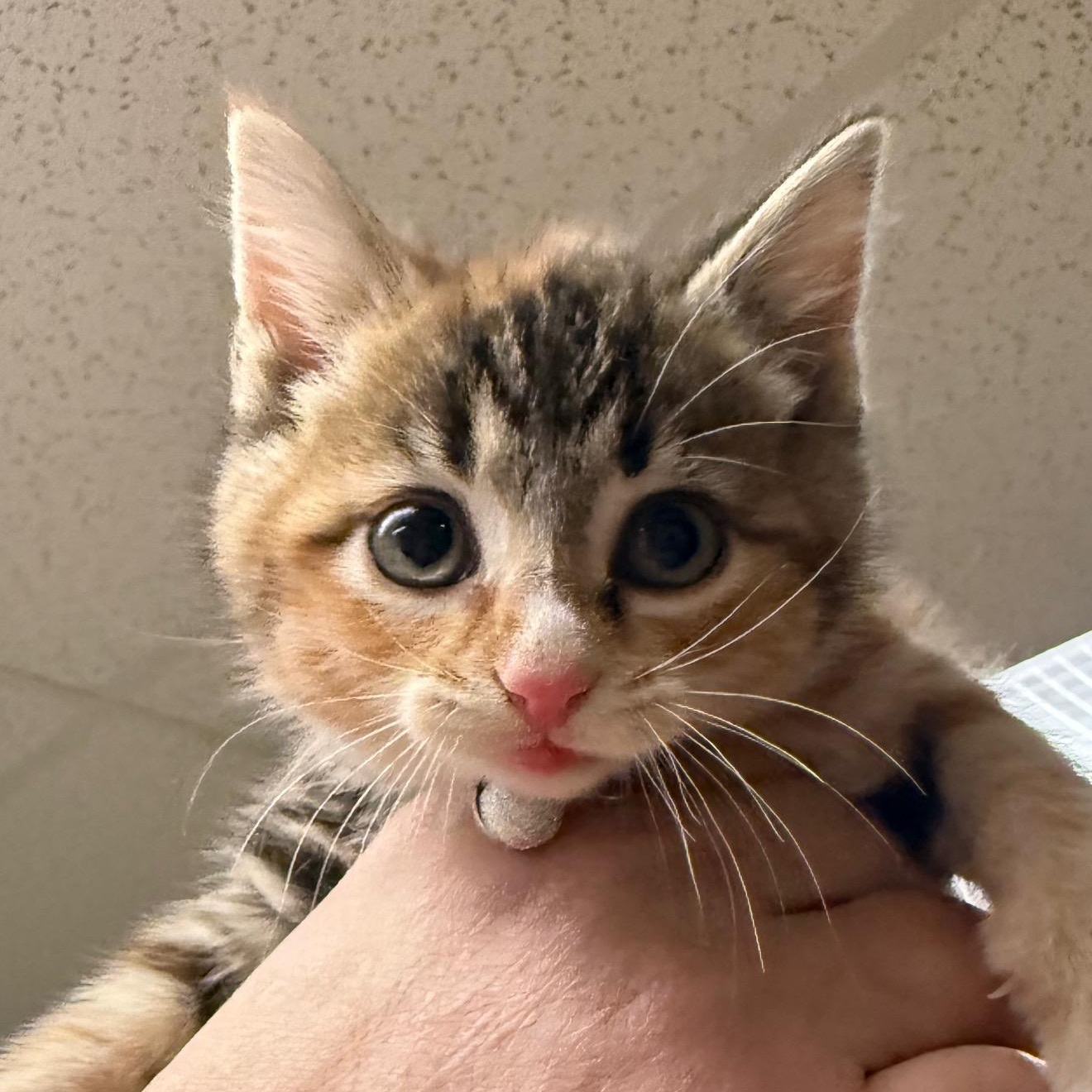 Cleo, adopted, Kitten Female Domestic Short Hair.