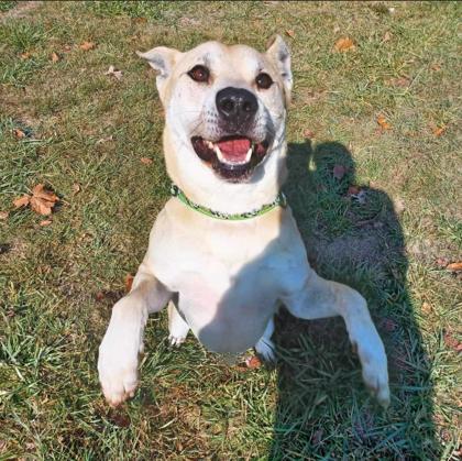 Brutus, a Adoptable mixed breed in Cumberland, MD image 1/3