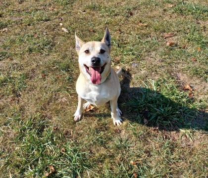 Brutus, a Adoptable mixed breed in Cumberland, MD image 2/3