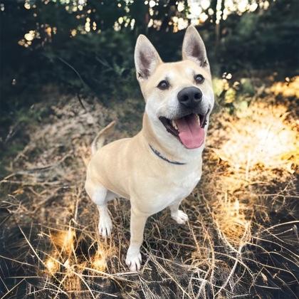 Brutus, a Adoptable mixed breed in Cumberland, MD image 3/3