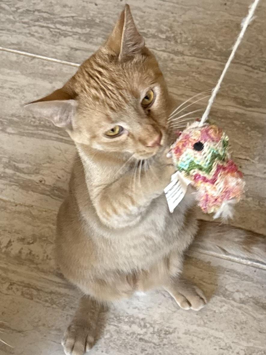 Enlarge Willy, a Adoptable Domestic Short Hair in Kenosha, WI image 1/4