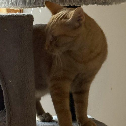 Willy, Adoptable, Young Male Domestic Short Hair.