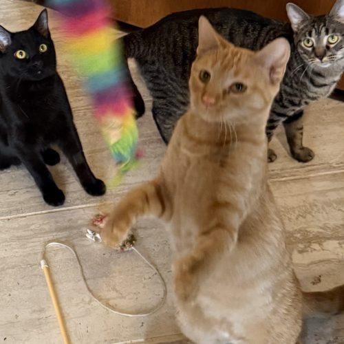 Enlarge Willy, a Adoptable Domestic Short Hair in Kenosha, WI image 3/4