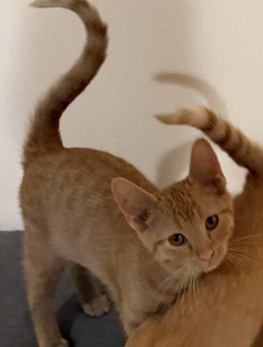 Enlarge Willy, a Adoptable Domestic Short Hair in Kenosha, WI image 4/4