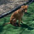 Enlarge Marigold, a Adoptable mixed breed in Chicago, IL image 1/6