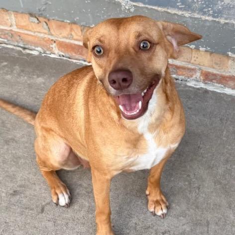 Marigold, a Adoptable mixed breed in Chicago, IL image 2/6