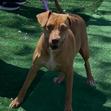 Enlarge Marigold, a Adoptable mixed breed in Chicago, IL image 2/6
