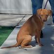 Marigold, a Adoptable mixed breed in Chicago, IL image 4/6
