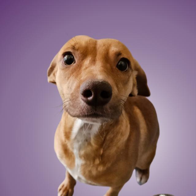 Enlarge Marigold, a Adoptable mixed breed in Chicago, IL image 4/6