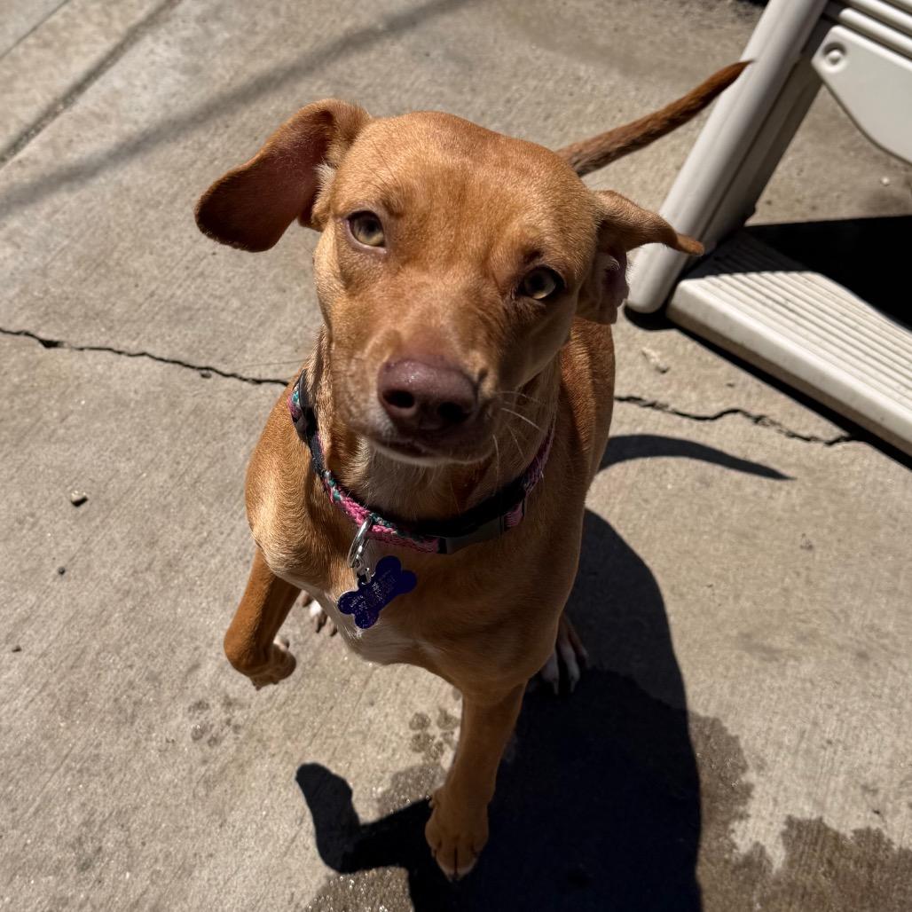 Enlarge Marigold, a Adoptable mixed breed in Chicago, IL image 5/6