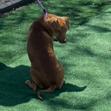 Enlarge Marigold, a Adoptable mixed breed in Chicago, IL image 6/6