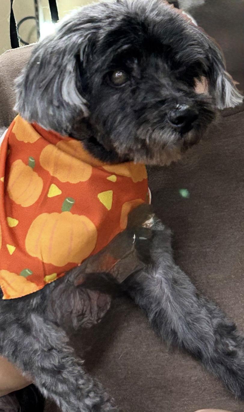 Enlarge Leo, a Adoptable mixed breed in Cuyahoga Falls, OH image 1/3