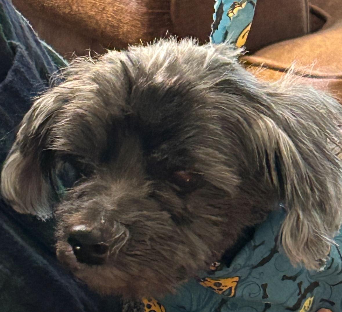 Enlarge Leo, a Adoptable mixed breed in Cuyahoga Falls, OH image 2/3