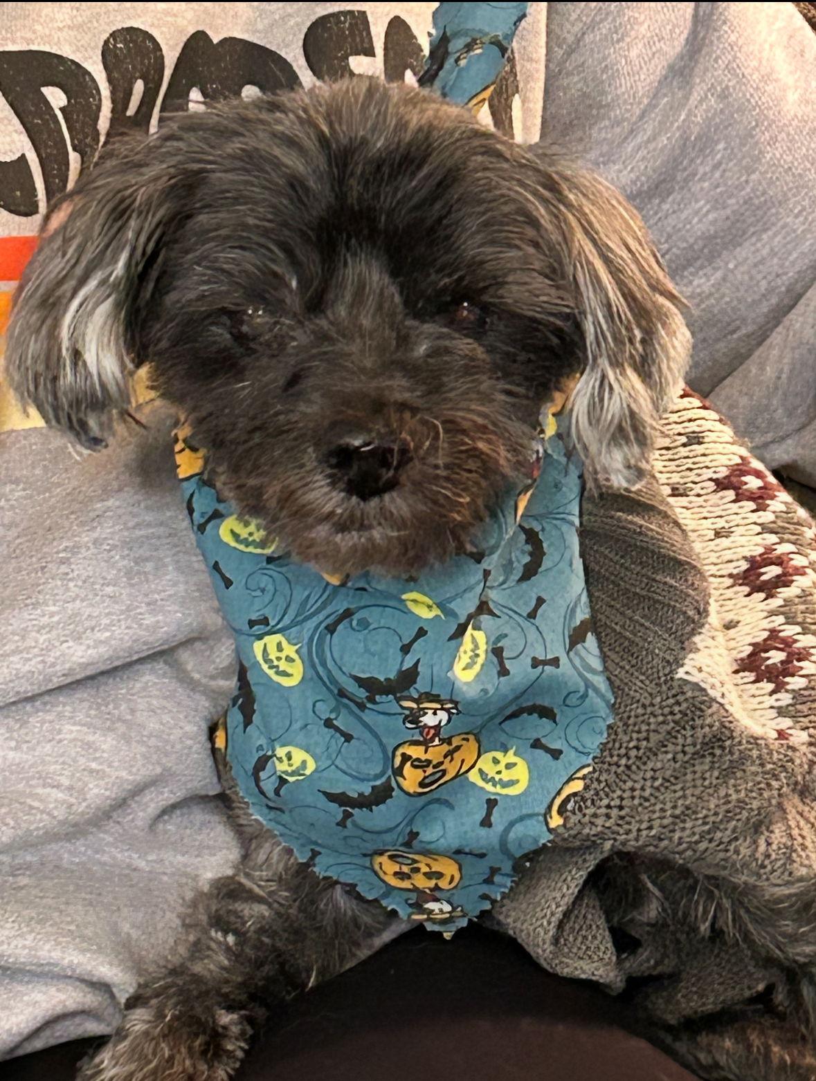 Leo, Adoptable, Senior Male Shih Tzu & Poodle.