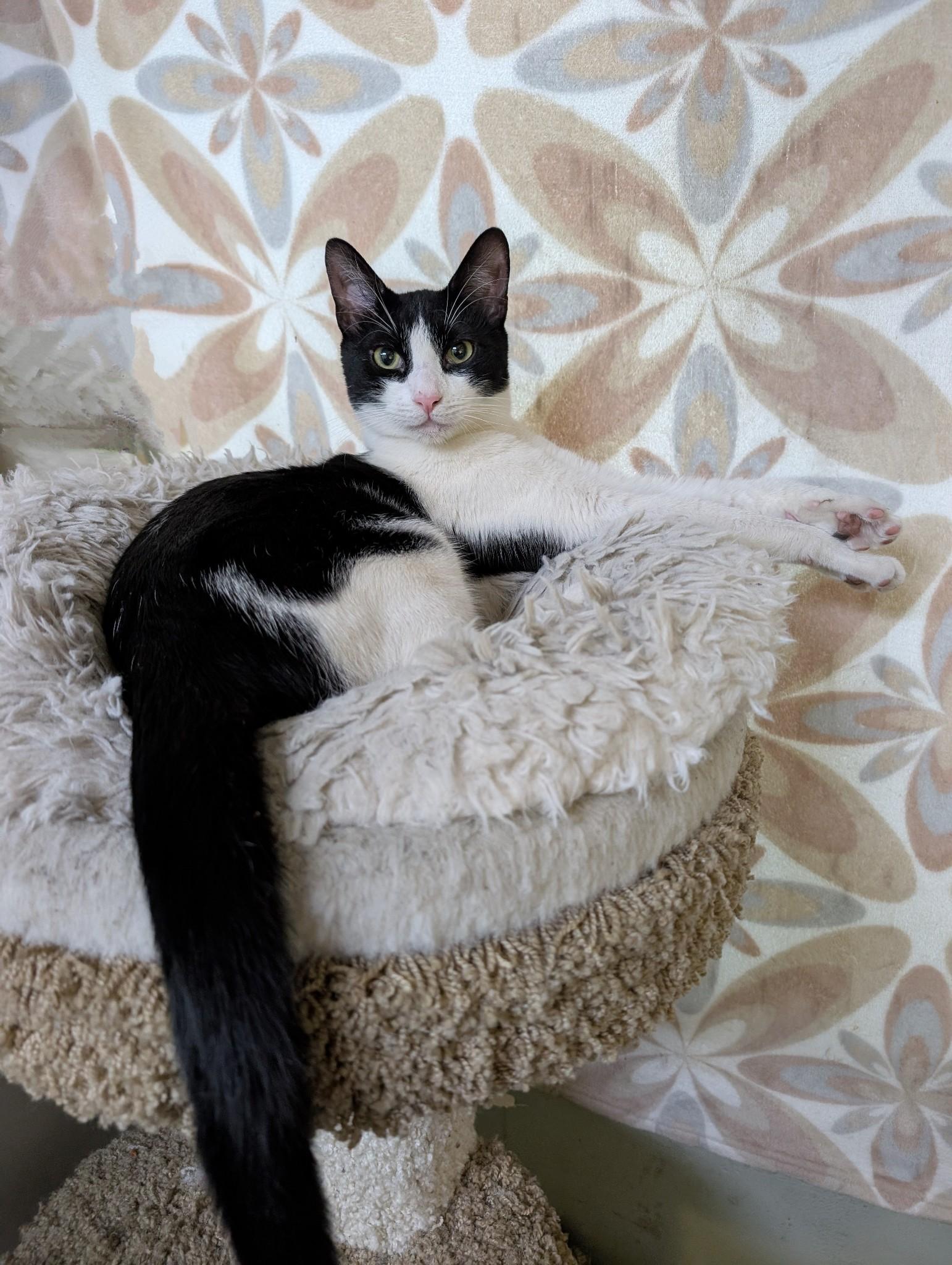 Gemini (very friendly)