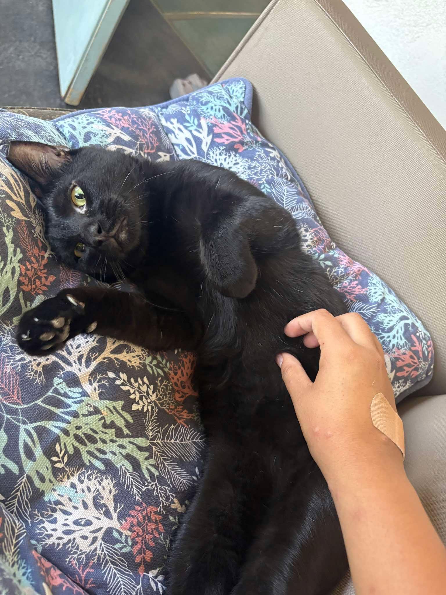 Enlarge Burnt Baked Beans, a Adoptable Domestic Medium Hair in Phoenix, AZ image 1/4