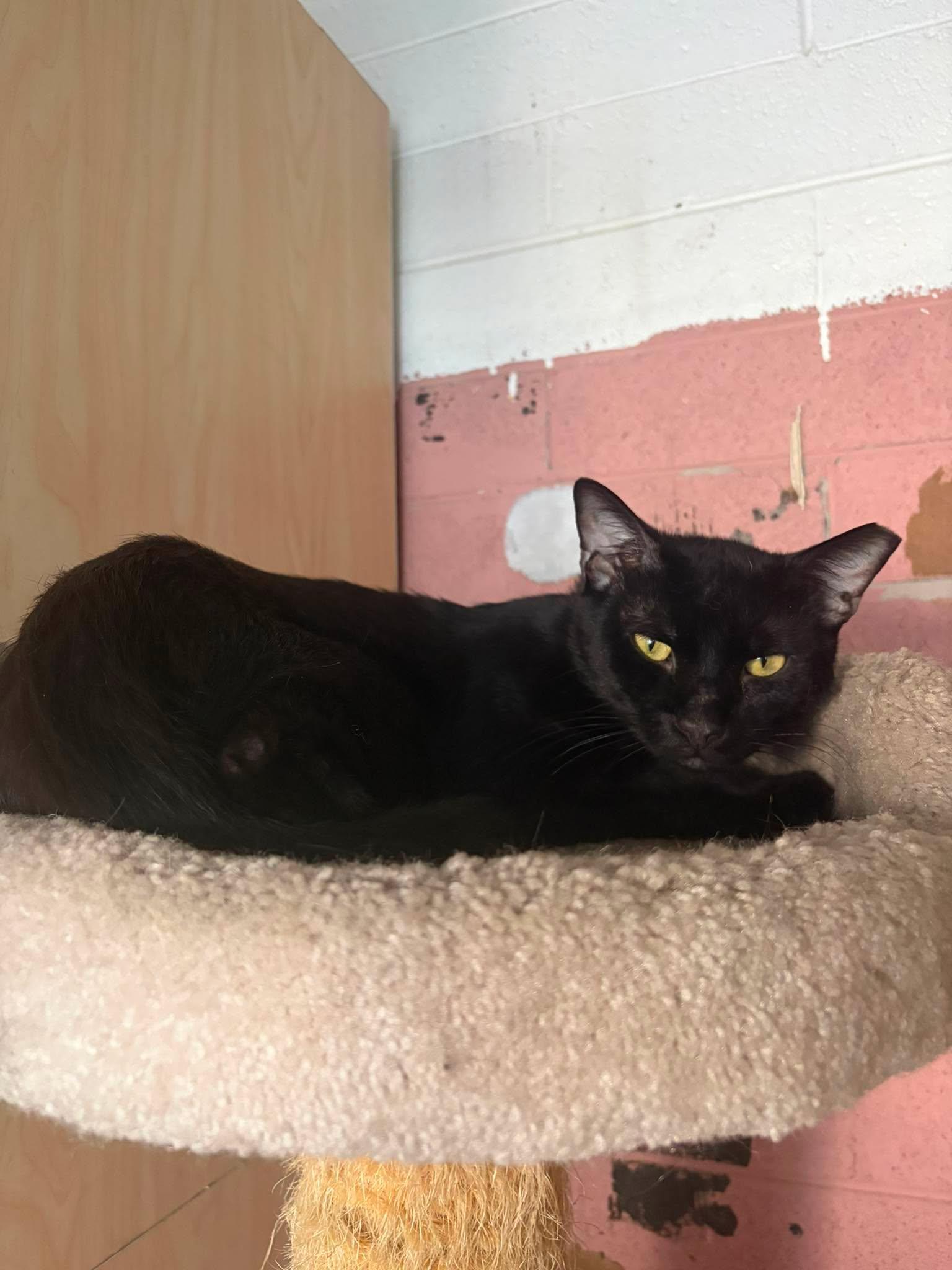 Enlarge Burnt Baked Beans, a Adoptable Domestic Medium Hair in Phoenix, AZ image 2/4