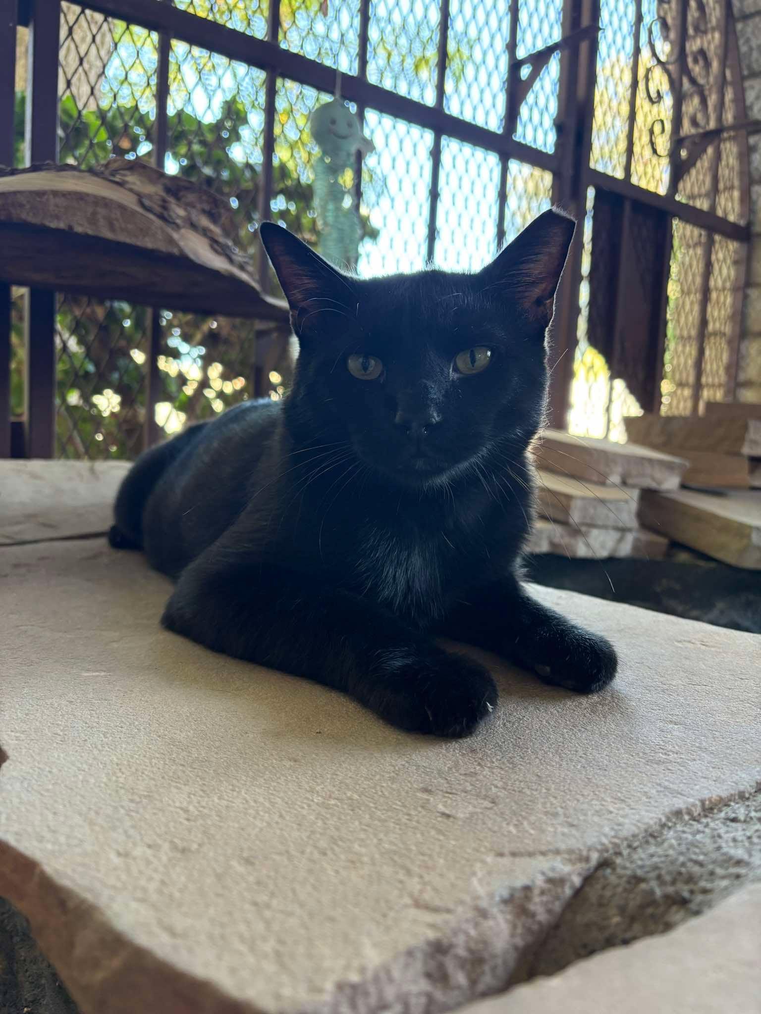 Enlarge Burnt Baked Beans, a Adoptable Domestic Medium Hair in Phoenix, AZ image 4/4
