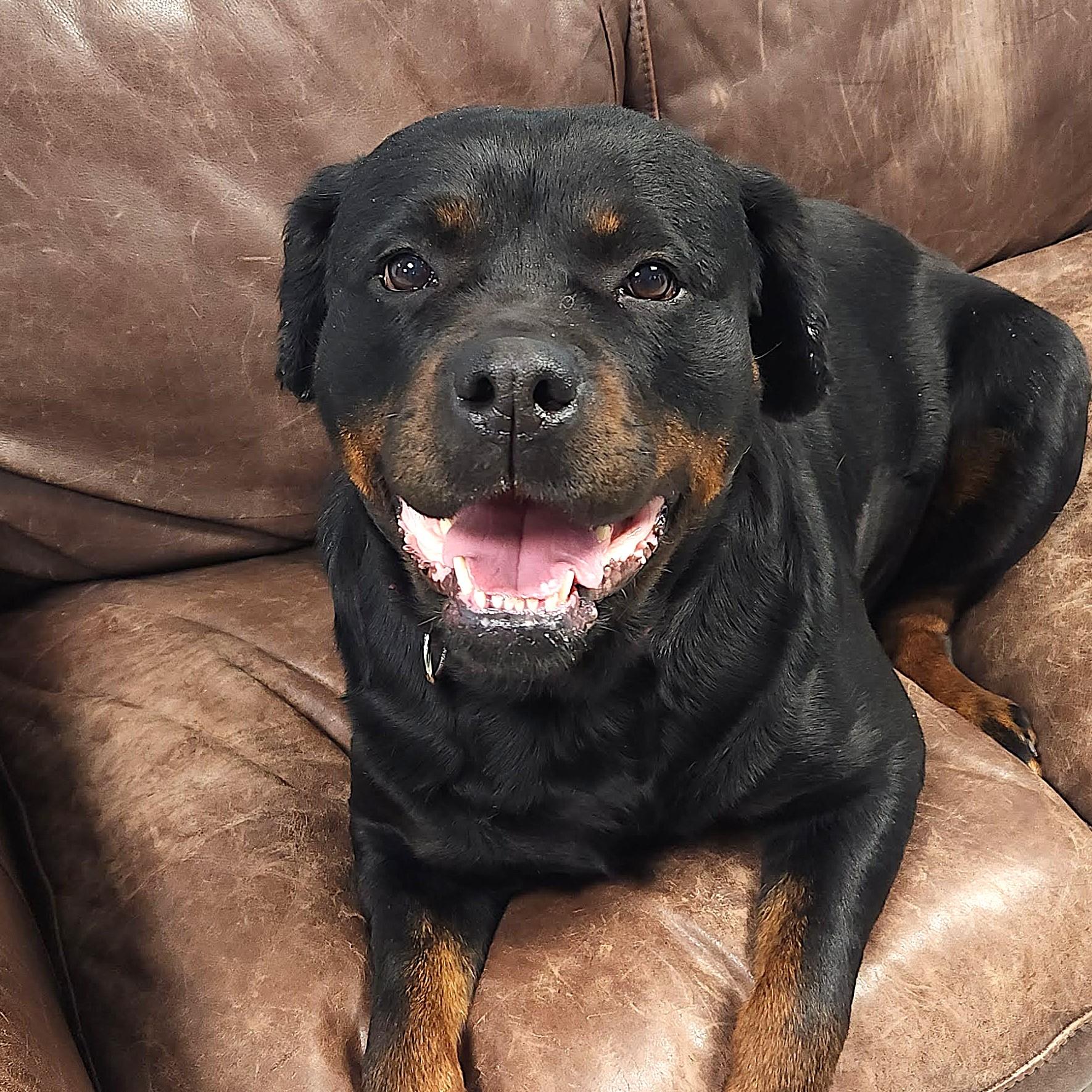 Juju, adoptable, Adult Female Rottweiler.