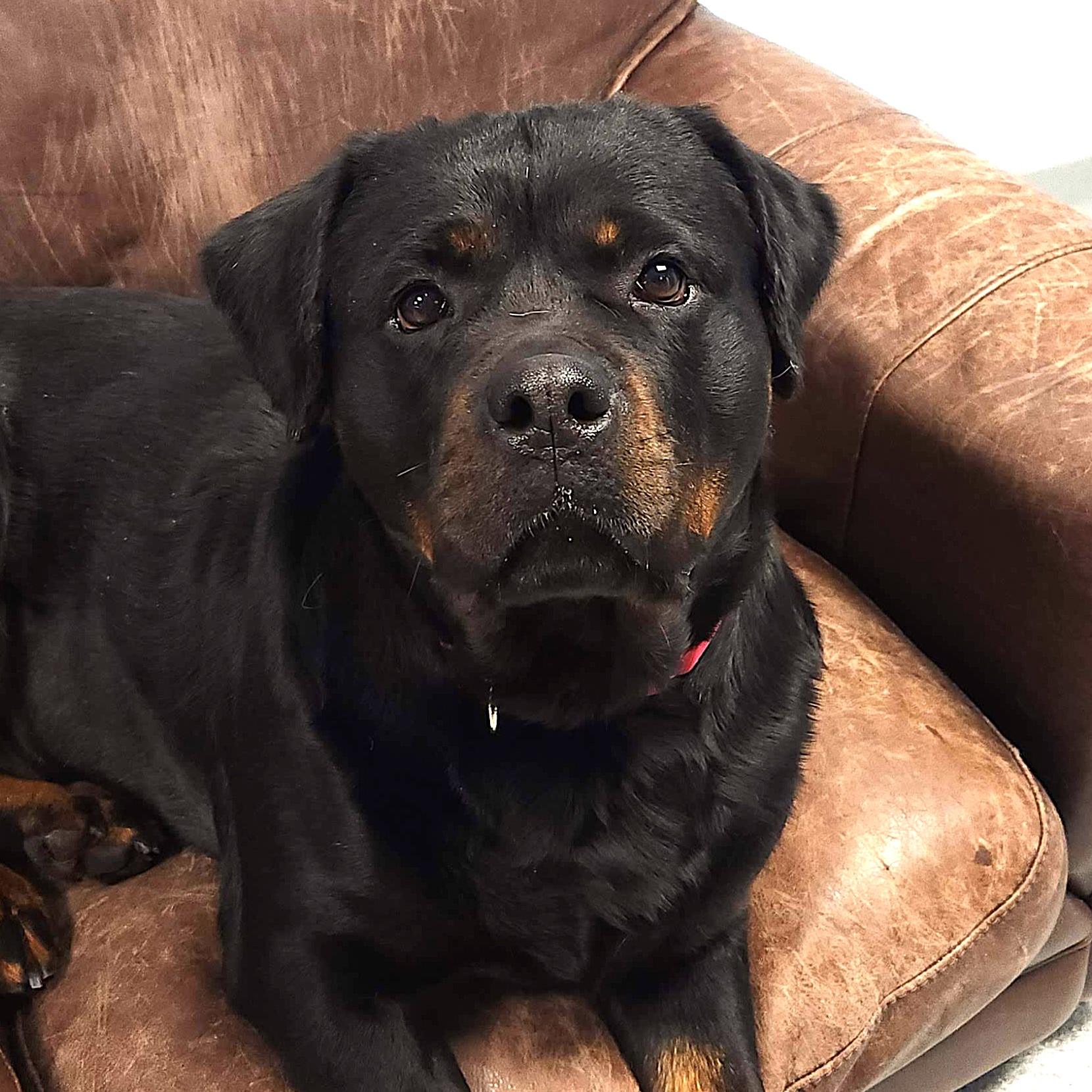 Enlarge Juju, an adoptable Rottweiler in Marshfield, WI image 2/6
