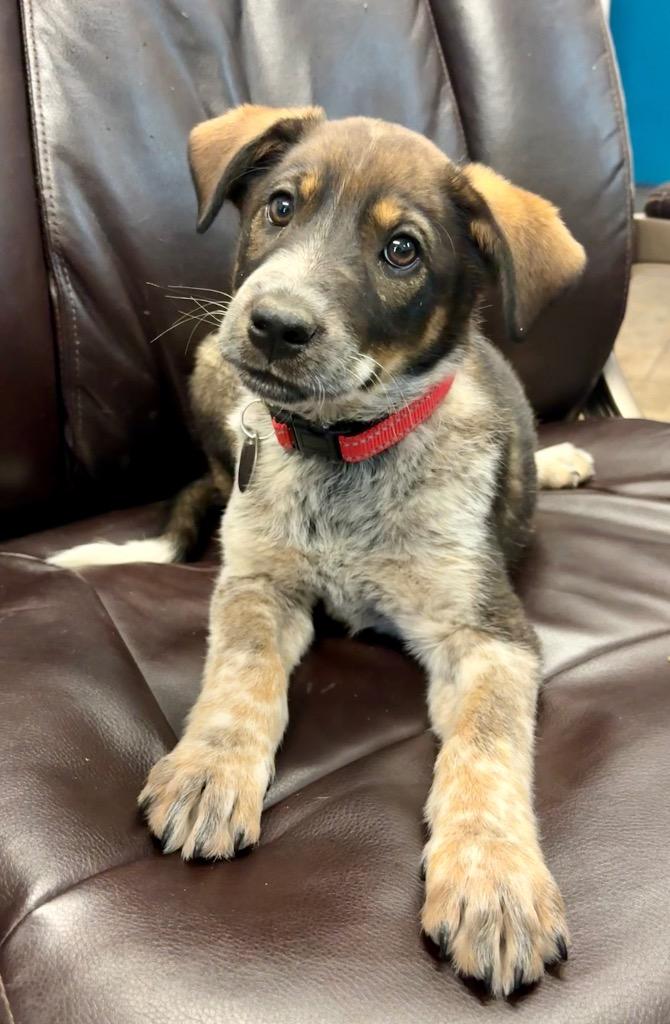 Biscuit Windu, a Adoptable Australian Cattle Dog / Blue Heeler in Reno, NV image 1/3