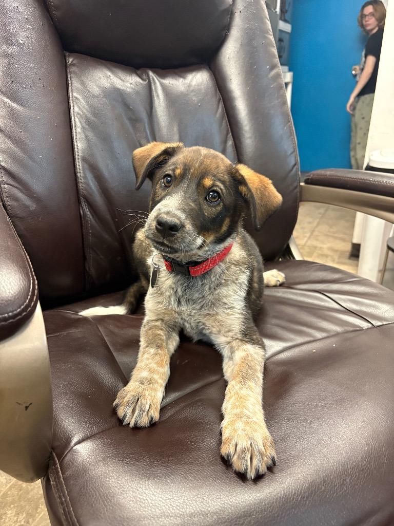 Biscuit Windu, a Adoptable Australian Cattle Dog / Blue Heeler in Reno, NV image 2/3