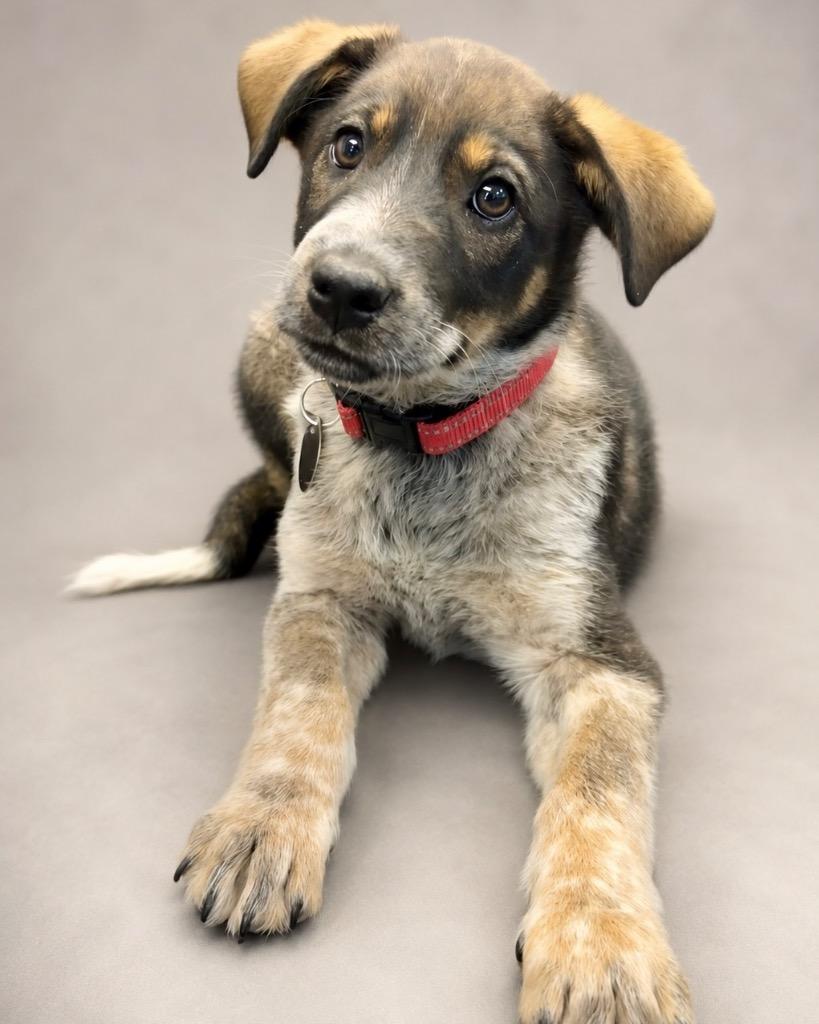 Biscuit Windu, a Adoptable Australian Cattle Dog / Blue Heeler in Reno, NV image 3/3
