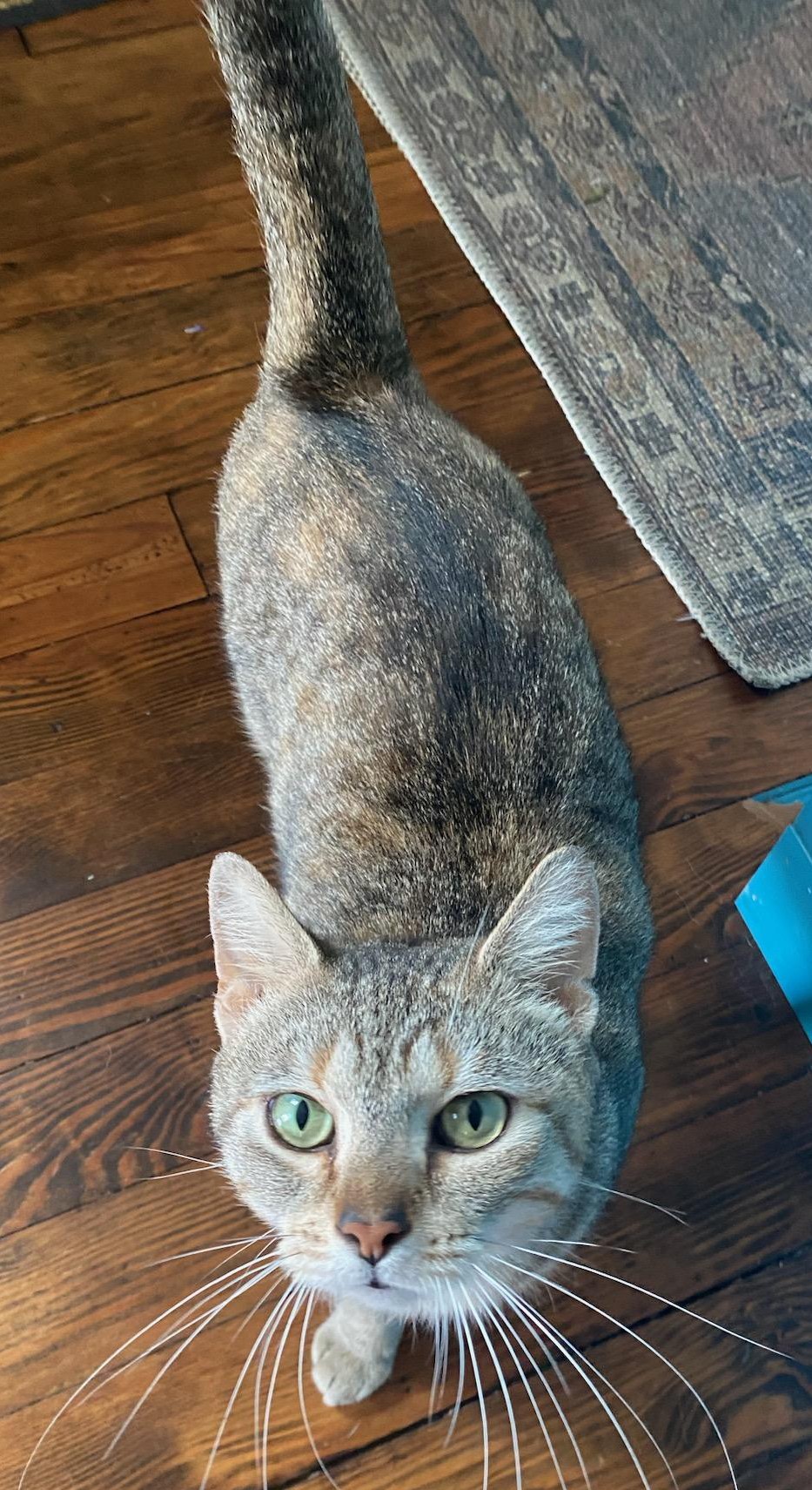 Ladybug aka Rosie, a Adoptable Tabby in Bear, DE image 1/4