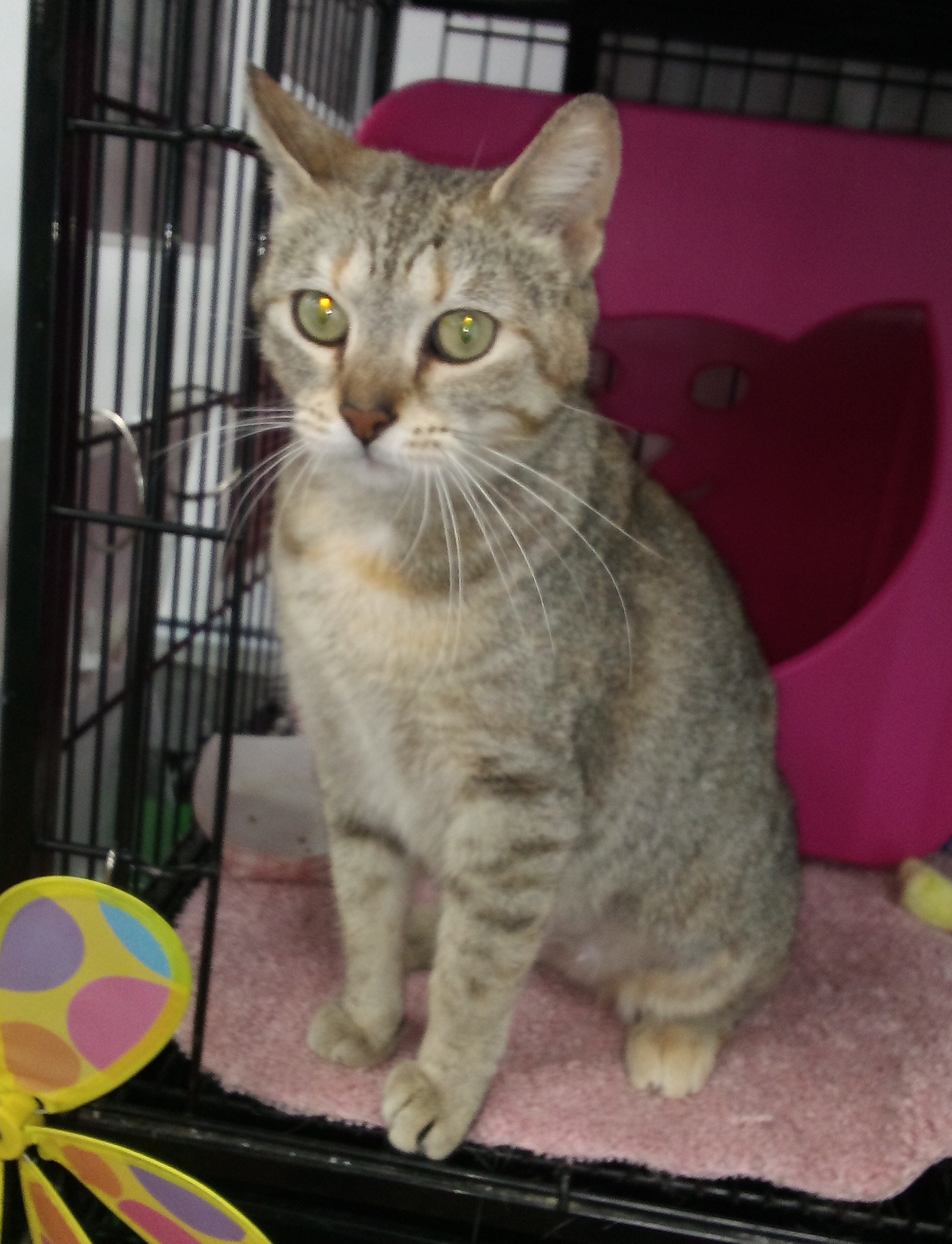 Ladybug aka Rosie, a Adoptable Tabby in Bear, DE image 2/4