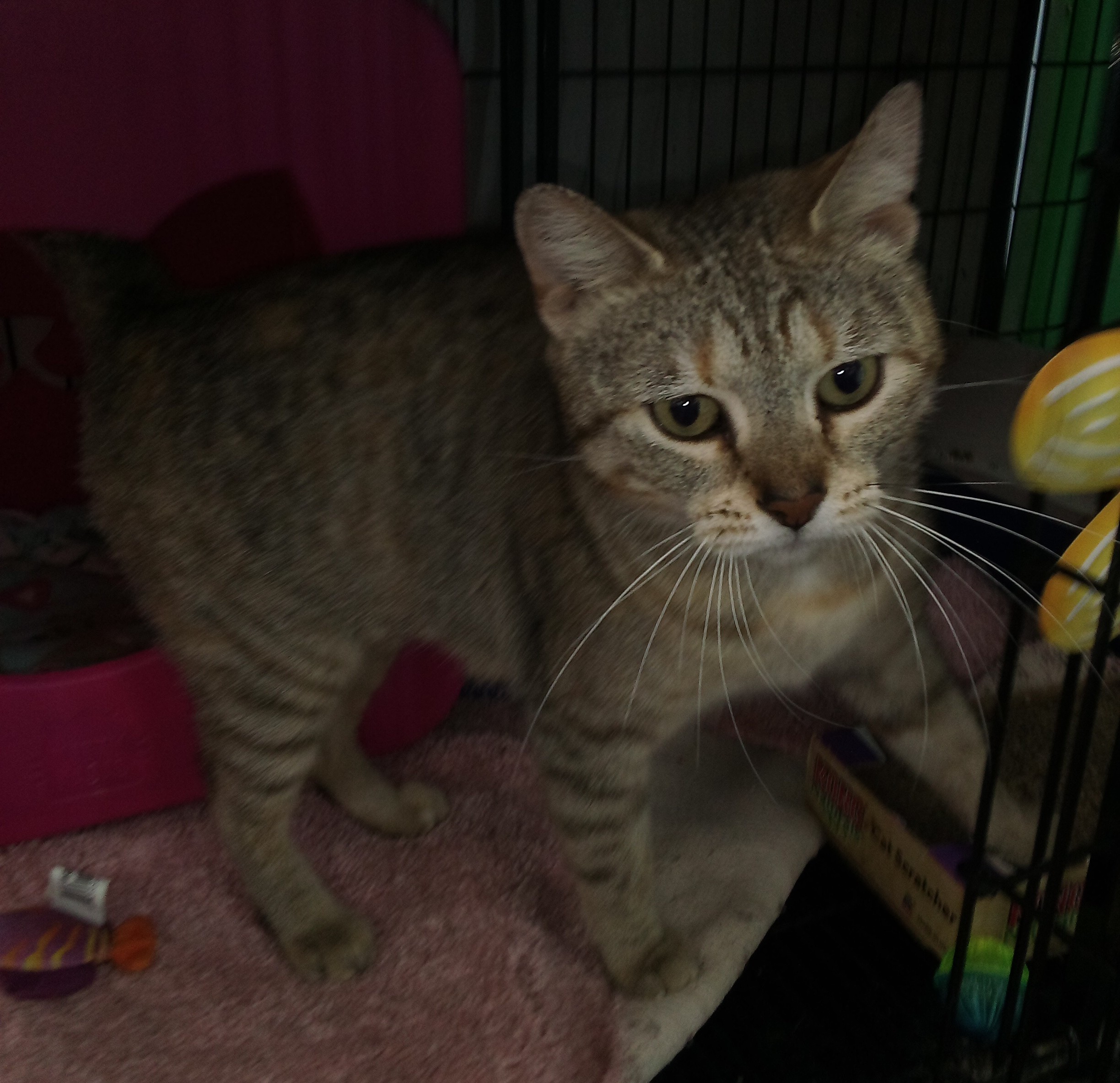 Ladybug aka Rosie, a Adoptable Tabby in Bear, DE image 4/4