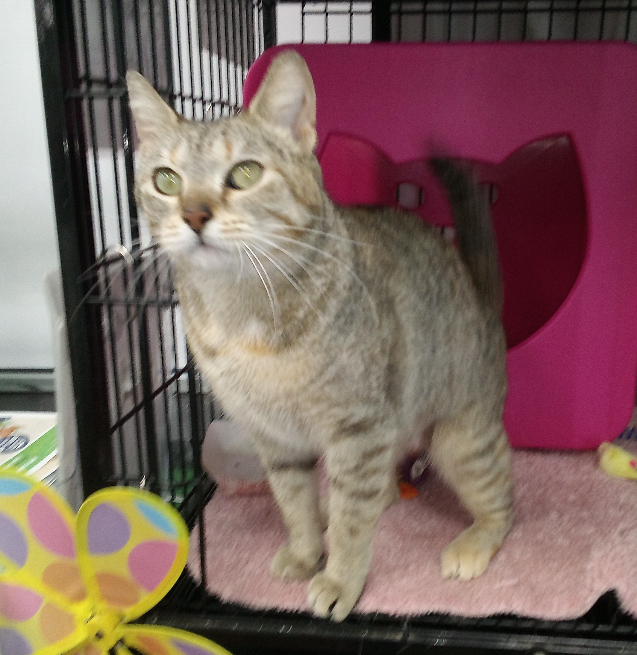 Ladybug aka Rosie, a Adoptable Tabby in Bear, DE image 3/4