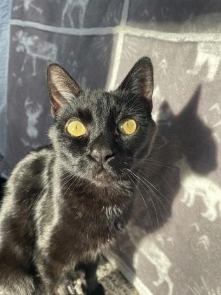Bugsy, ADOPTABLE, Adult Female Domestic Short Hair.