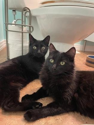 Enlarge Bugsy, a ADOPTABLE Domestic Short Hair in Cranbrook, BC image 3/3