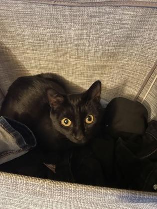 Enlarge Bugsy, a ADOPTABLE Domestic Short Hair in Cranbrook, BC image 2/3