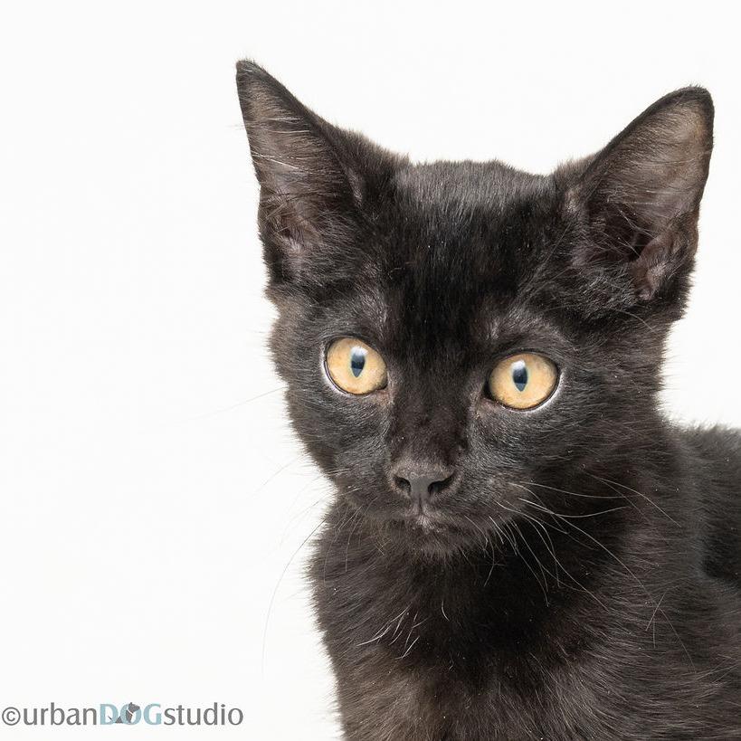 Melody, Adoptable, Kitten Female Domestic Short Hair.