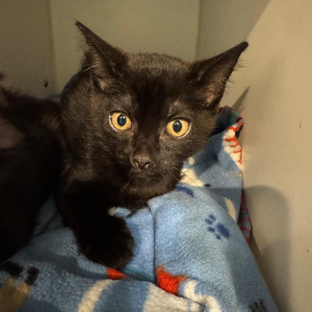 Enlarge Melody, a Adoptable Domestic Short Hair in Seminole, FL image 2/4