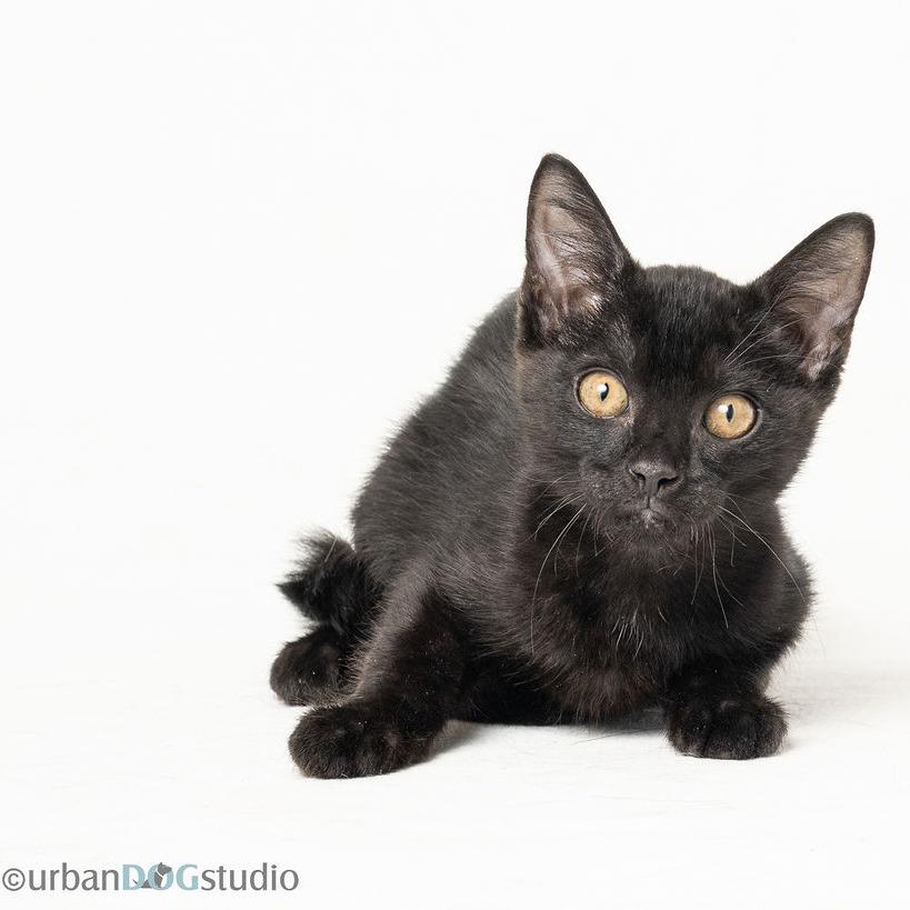 Enlarge Melody, a Adoptable Domestic Short Hair in Seminole, FL image 3/4