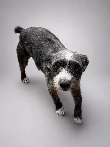 Fido (BONDED W AMARI), Adoptable, Adult Male Terrier & Mixed Breed.