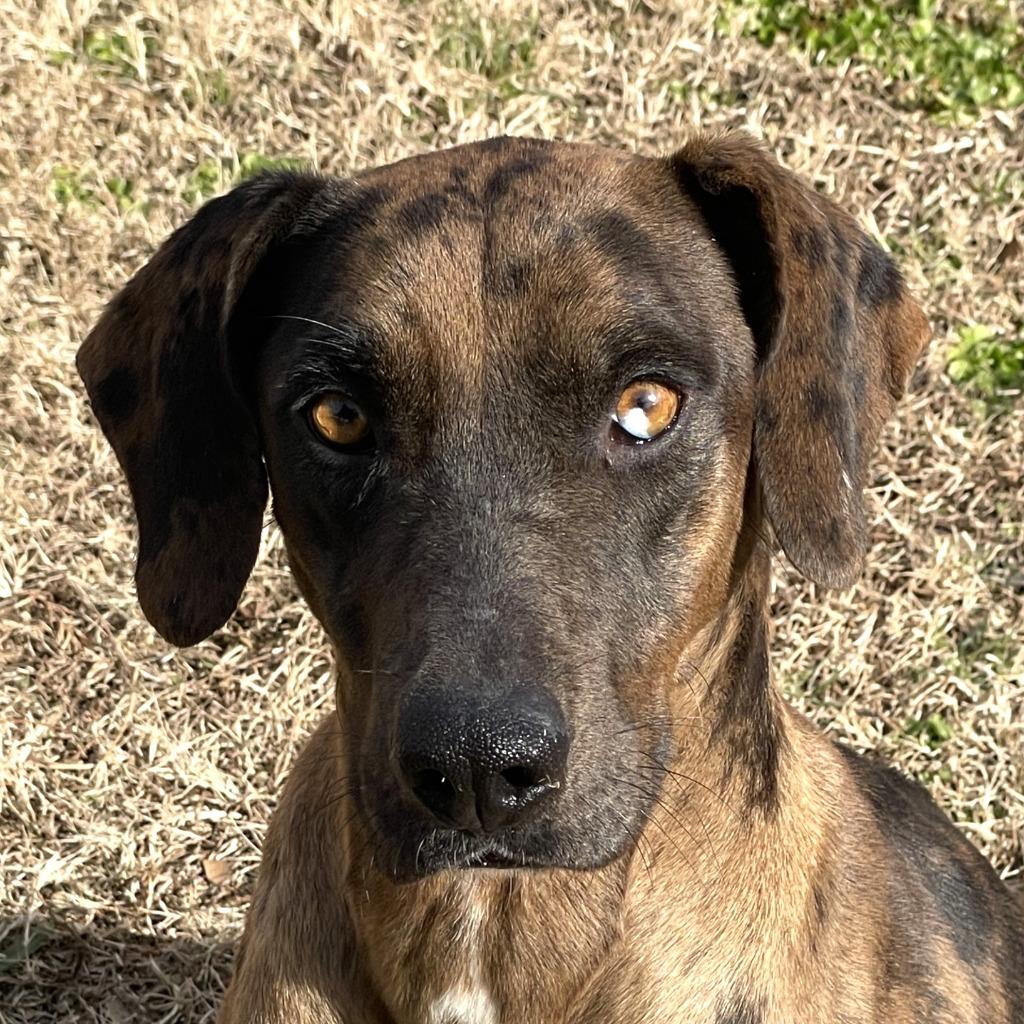 Harley, Adoptable, Adult Female Catahoula Leopard Dog & Mixed Breed.