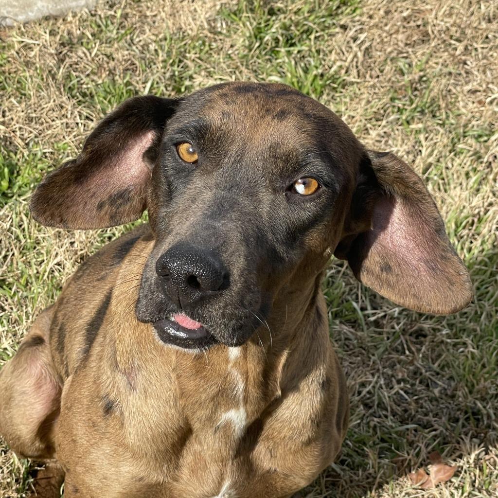 Enlarge Harley, a Adoptable mixed breed in Brenham, TX image 2/6