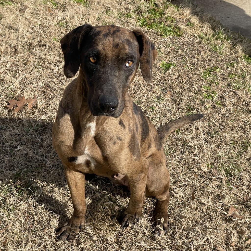 Enlarge Harley, a Adoptable mixed breed in Brenham, TX image 3/6