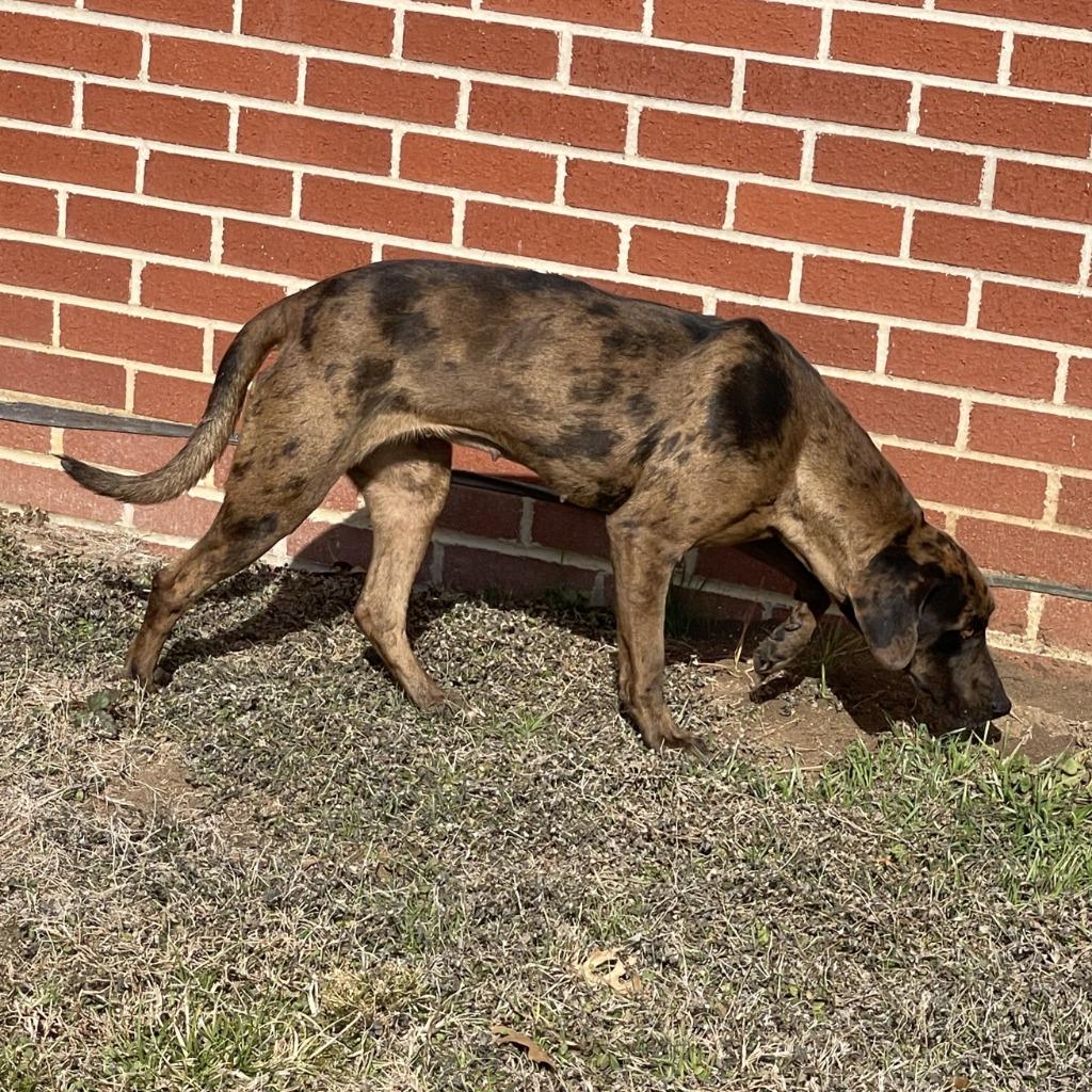 Enlarge Harley, a Adoptable mixed breed in Brenham, TX image 4/6