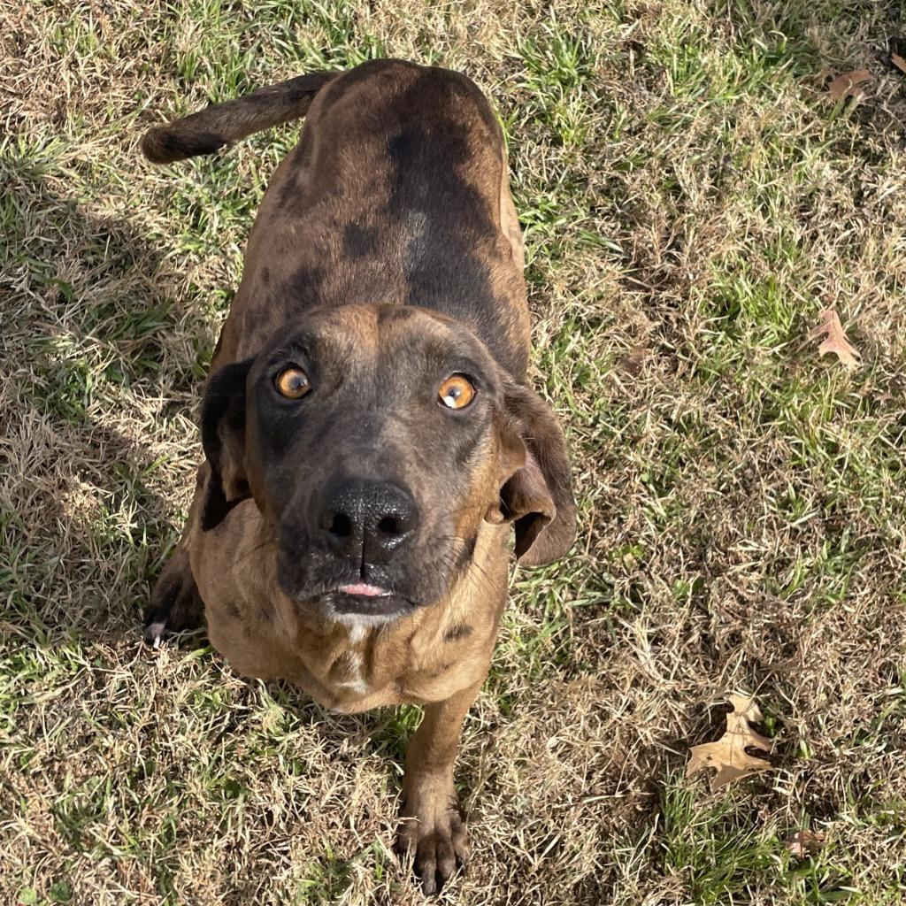 Enlarge Harley, a Adoptable mixed breed in Brenham, TX image 6/6